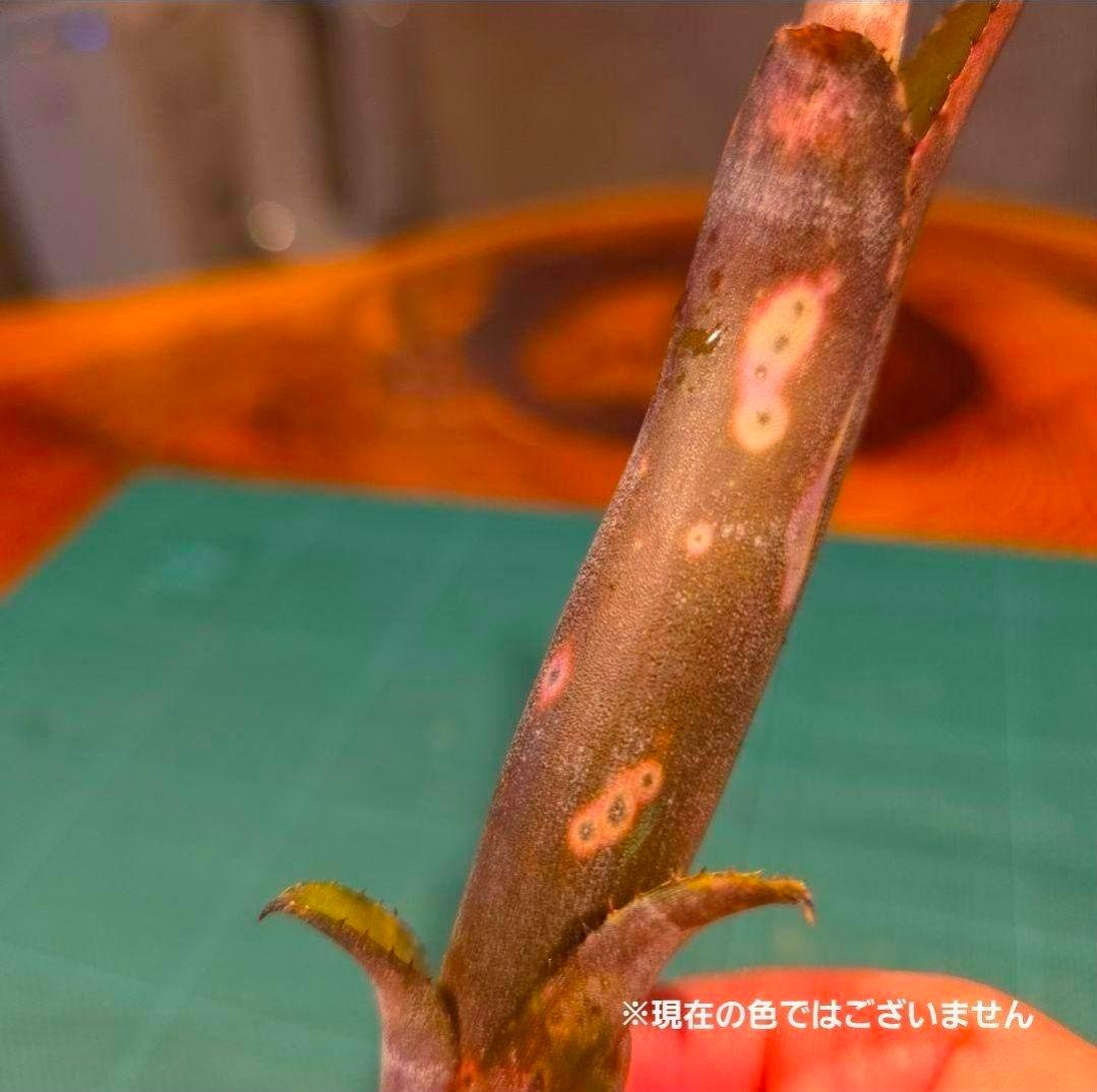 ビルベルギア ディッピンドッツ】孫株出そうな突起付き♪発根済