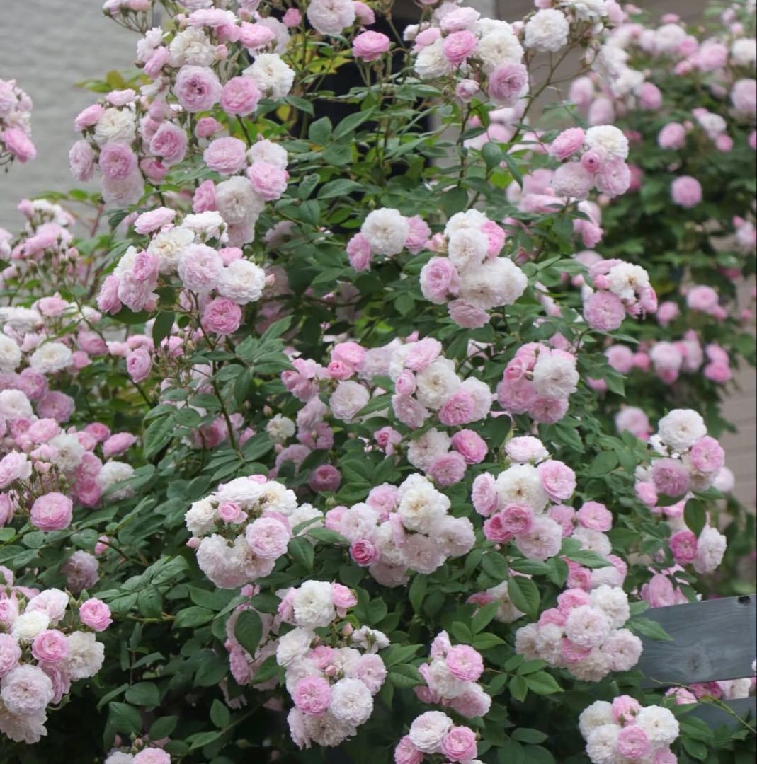 今季ラスト新苗】 ローラダボー （フランス） 接木苗 - メルカリ