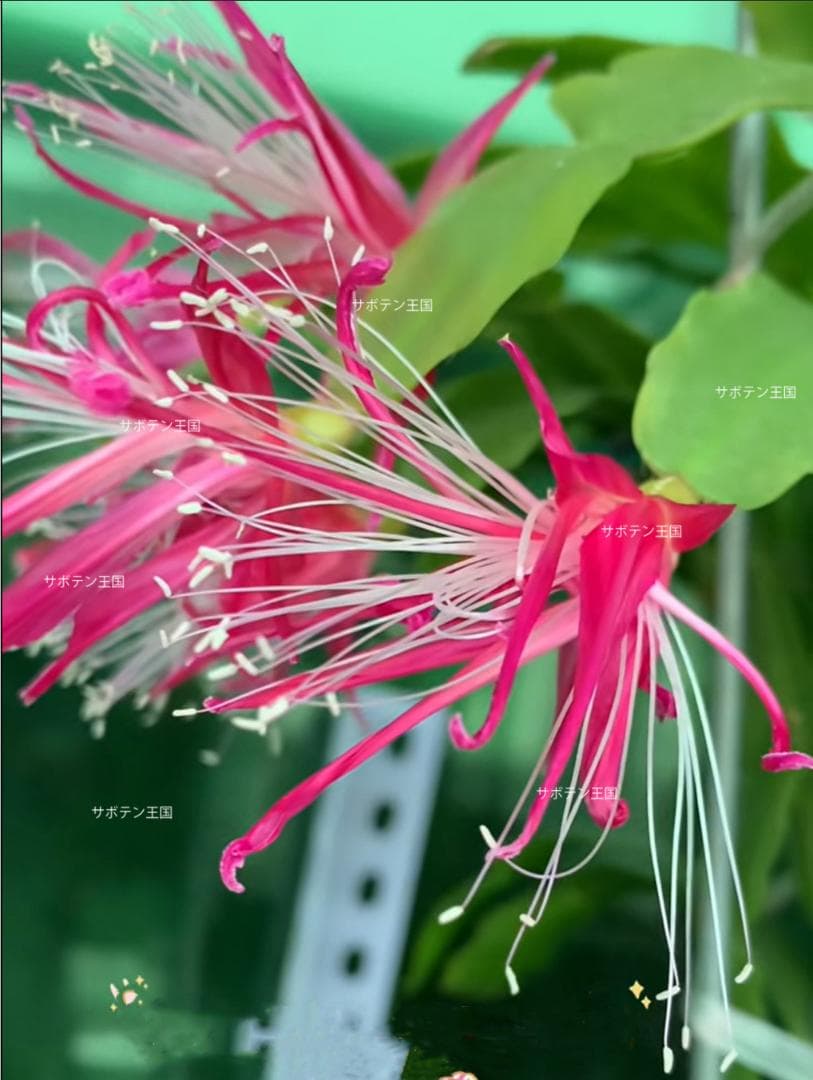 デンマークカクタス シャコバサボテン 葉挿し 1638 - メルカリ