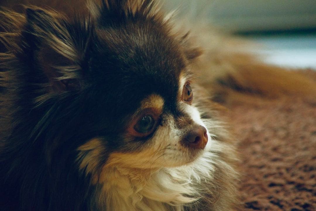 SMC PENTAX-DA L 55-300mm F4.5-5.8 ズームレンズ