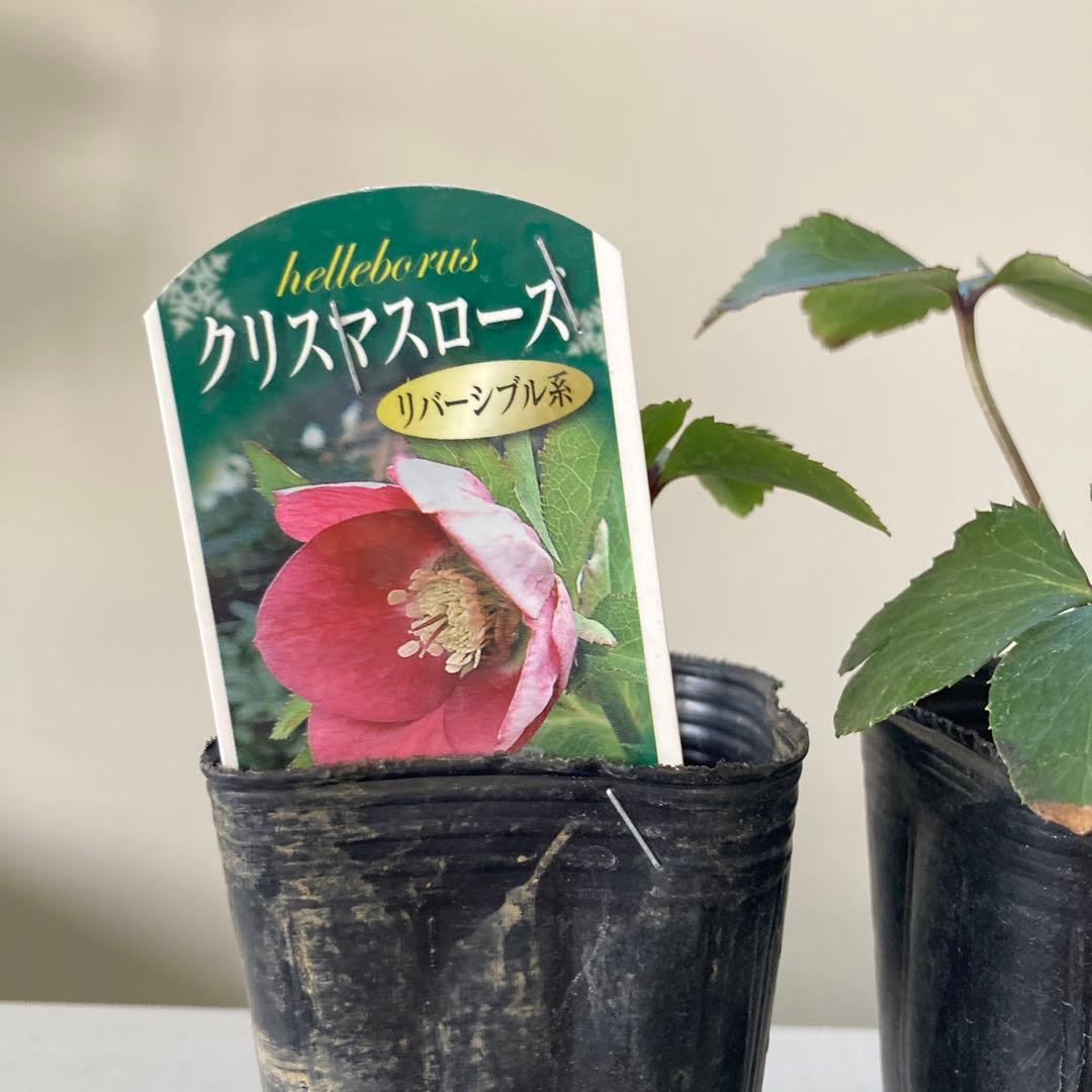 クリスマスローズ 苗 3ポットセット - メルカリ