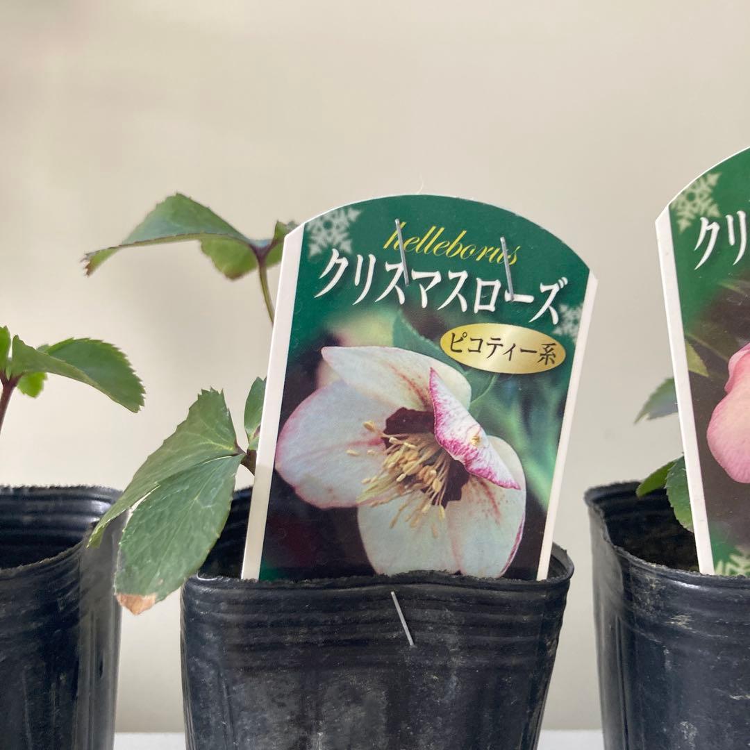 クリスマスローズ 苗 3ポットセット - メルカリ