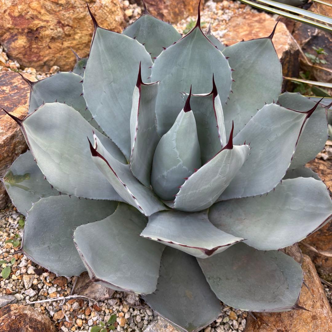 アガベ パリー トランカータ 子株 - メルカリ