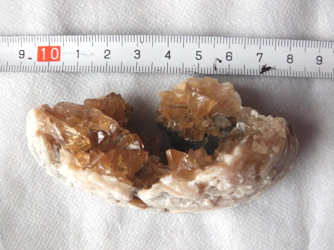 m盆・・・さま専用：方解石化した二枚貝の化石 カルサイト 鉱物標本