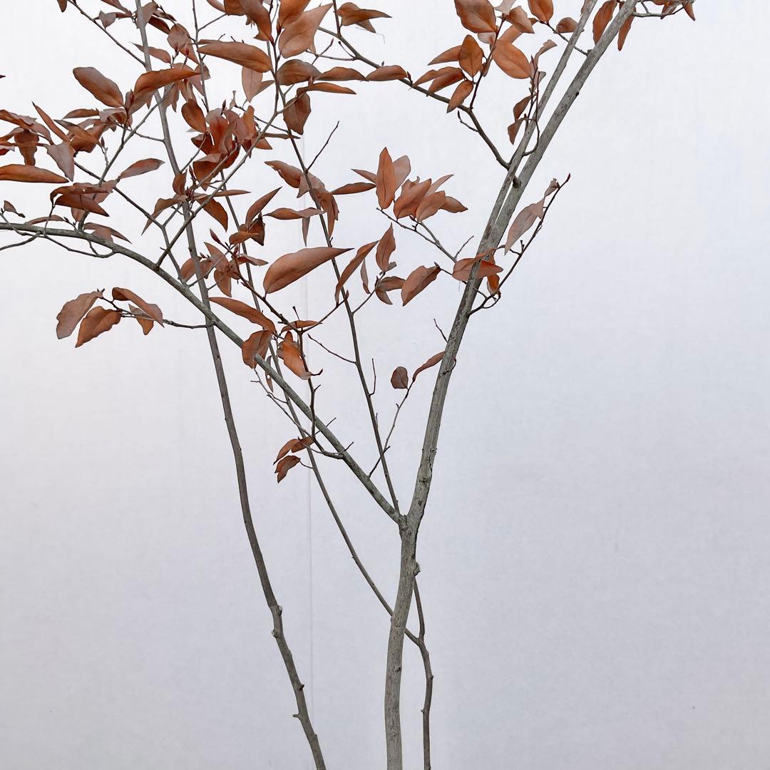 やよっぴさん専用　ヤマコウバシ/ 964