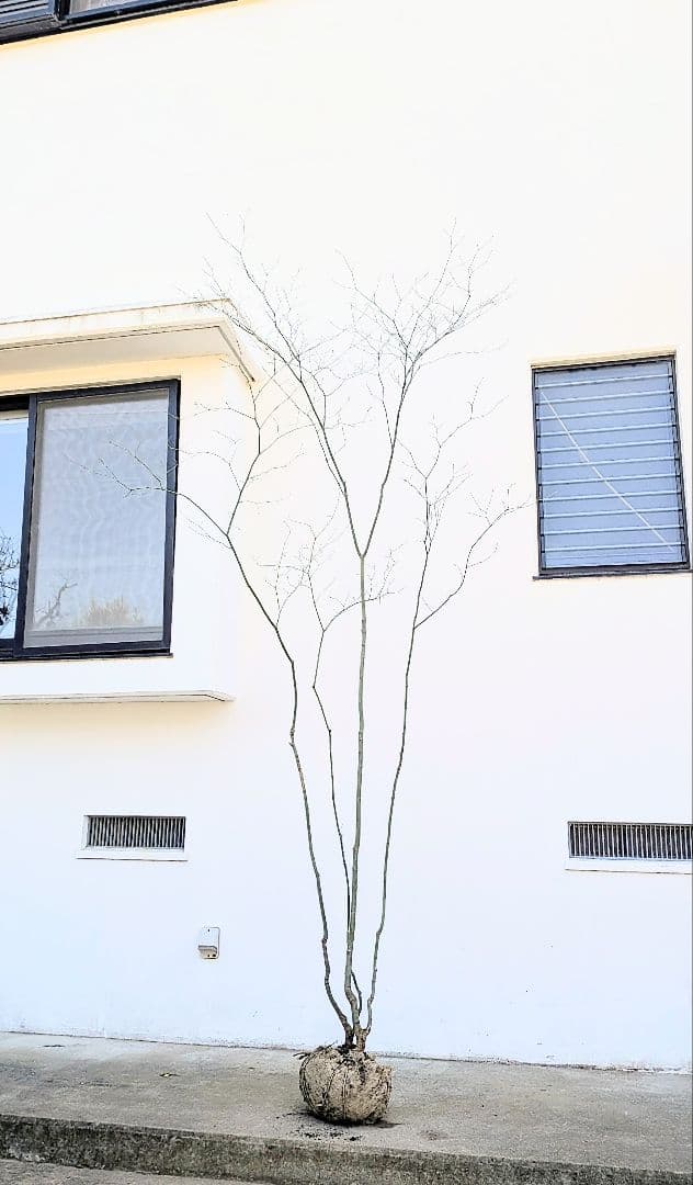 別格。山採りコハウチワカエデ。 - メルカリ