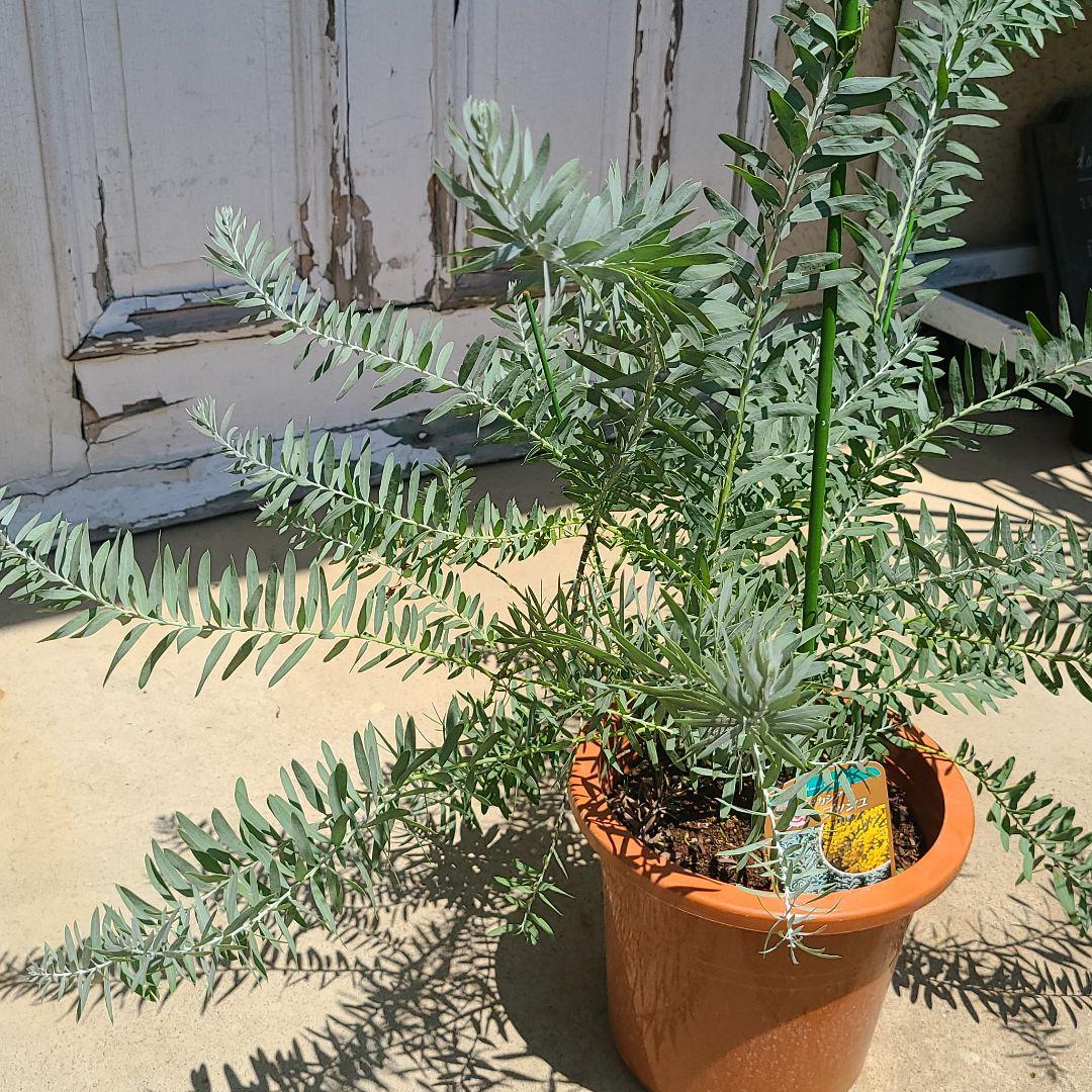 ⑤アカシア【ブルーブッシュ】ウエブステリアナセット Yuki様専用⑦ ⑤