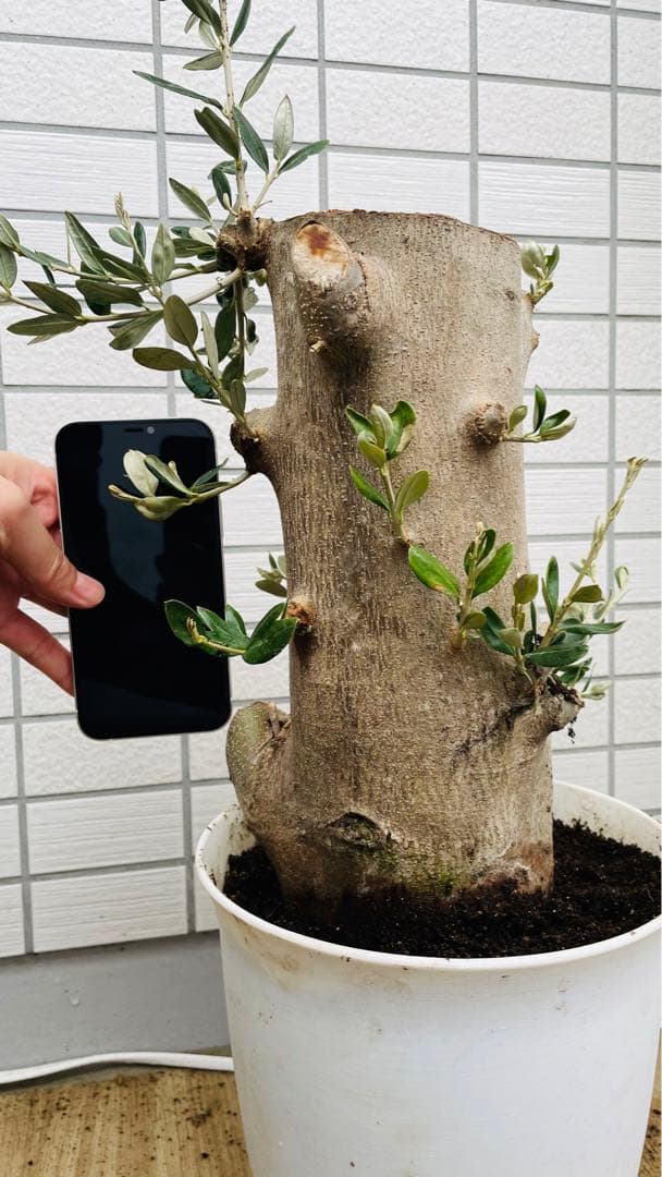 オリーブ 太木挿し 発根済み 小豆島産 古木 盆栽 - メルカリ