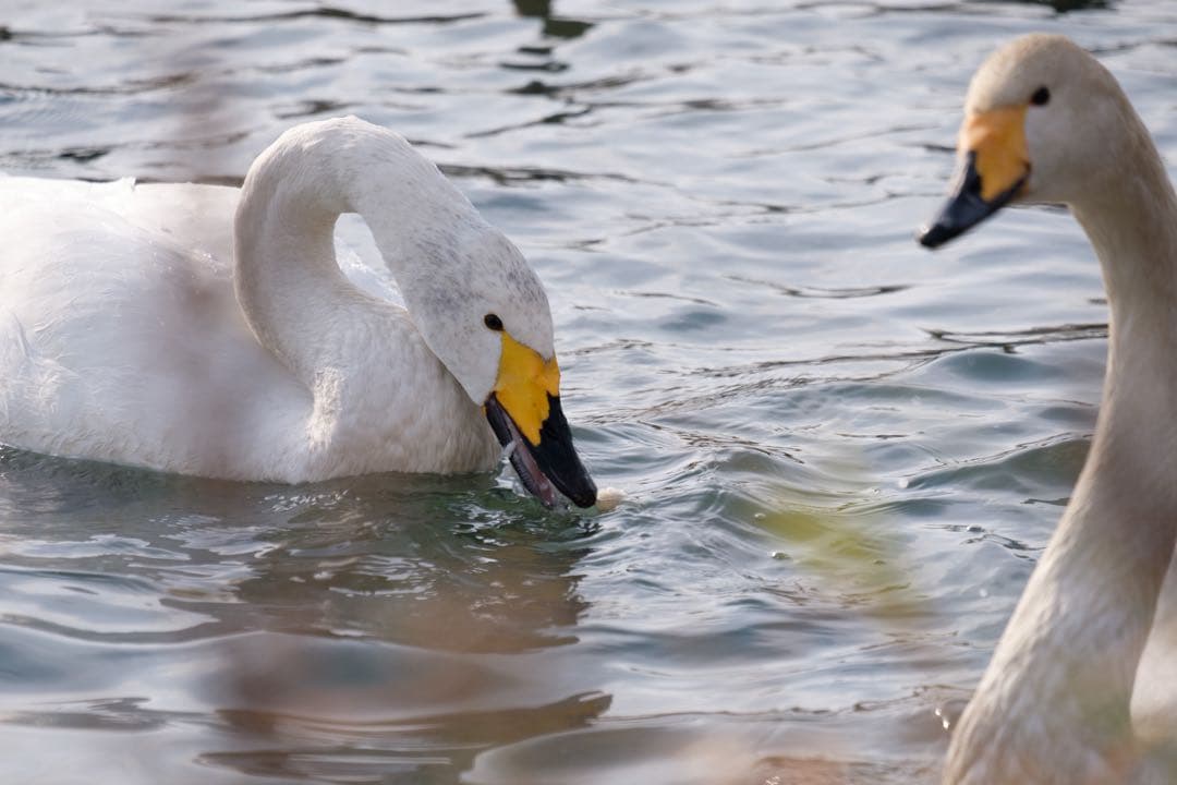 s*u様 X-H1 ボディfujifilm とfringer ef -fxのセッ
