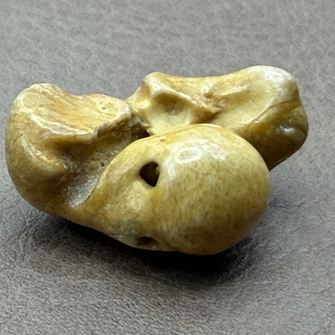 幸運のお守り【イルカの耳骨/布袋石】天然化石 2種類 別売不可 - メルカリ
