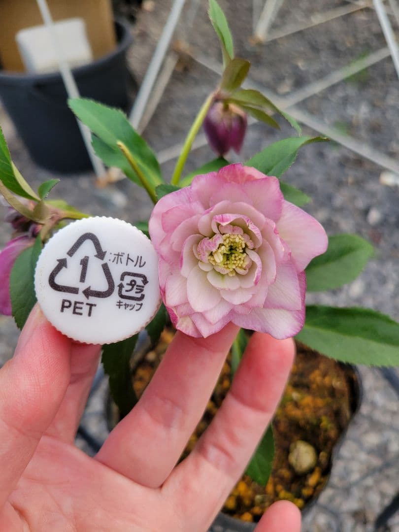 横山園芸 クリスマスローズ 小輪 ピンクダブル - メルカリ