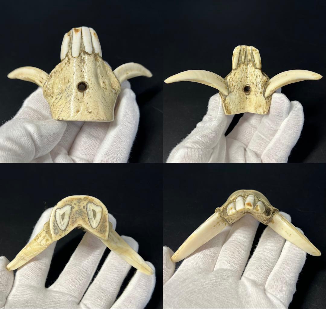 ◎古道具 庵々◎江戸-明治期 獣牙根付□提げ物山伏猟師魔除け呪物