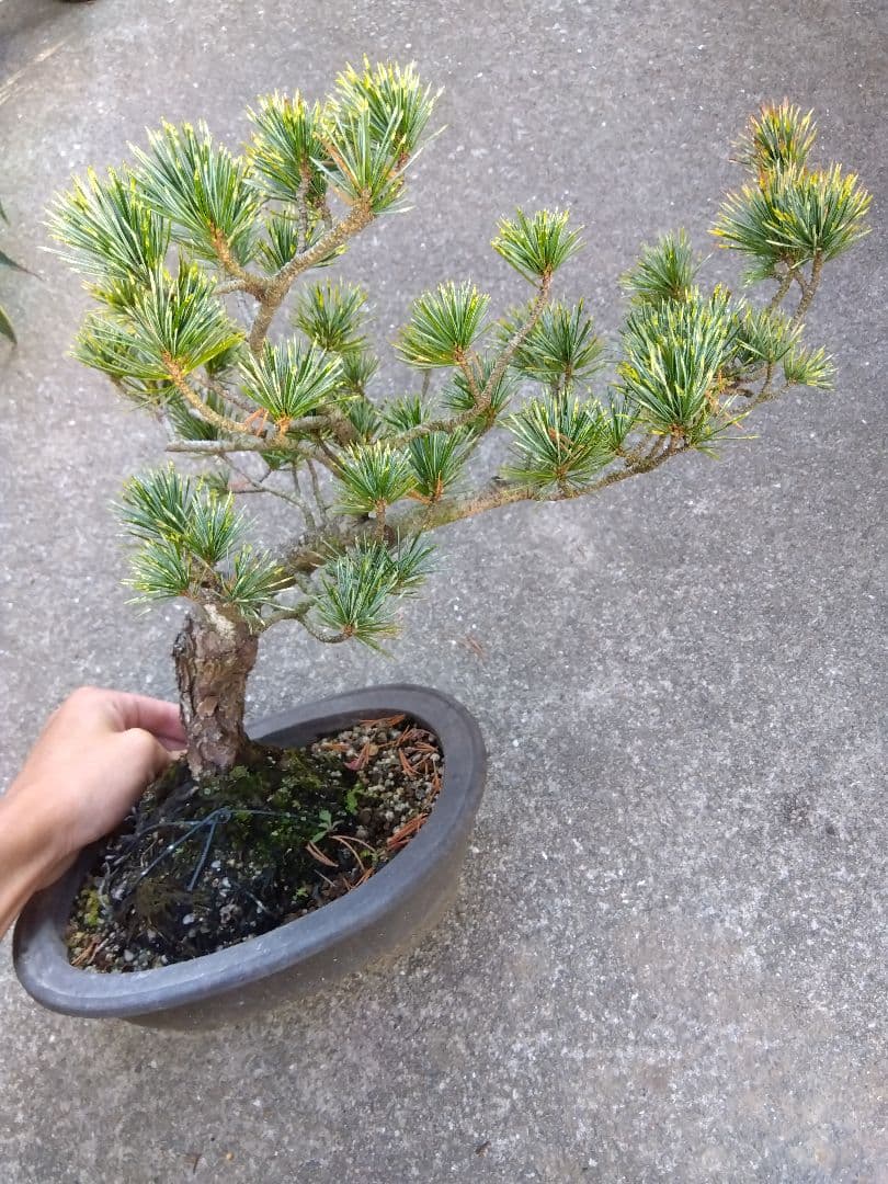 五葉松　斑入り　盆栽　8号陶器鉢つき　曲がり❗美柄❗　③ カラフルピンク陶器鉢♡盆栽♡宮島五葉松♡おしゃれ♡ アートフラワー