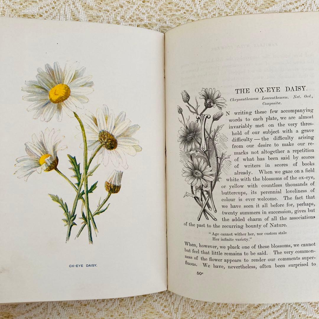 洋書古書 希少 Familiar Wild Flowers アンティーク植物図鑑