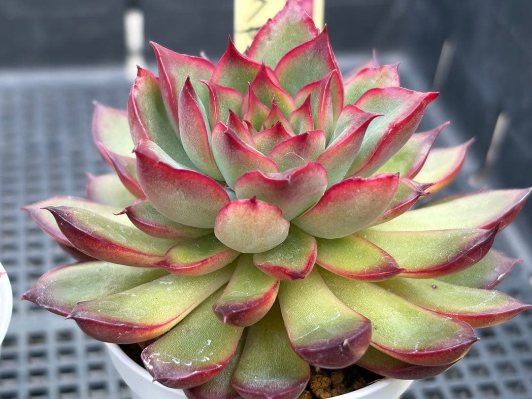 おらいさん苗12個セット そわそわオマケで13苗ミックスベリア