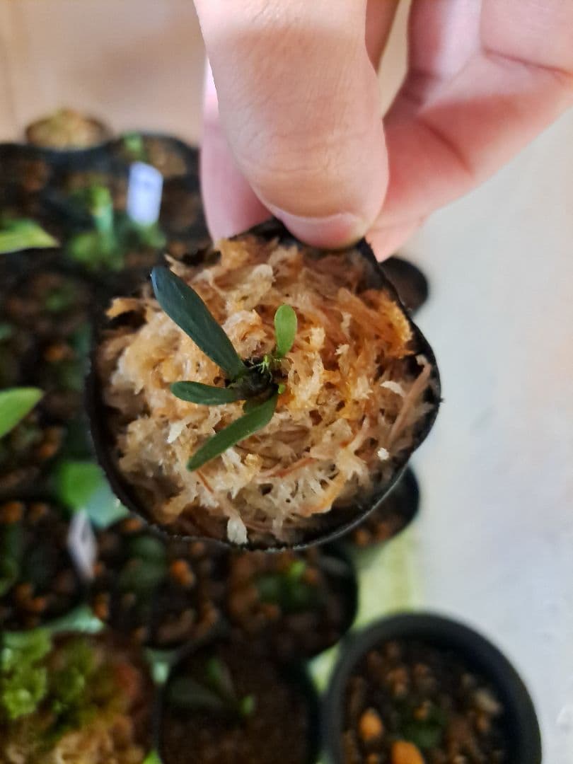 熱帯植物 シダ 希少種 Haplopteris heterophylla - メルカリ