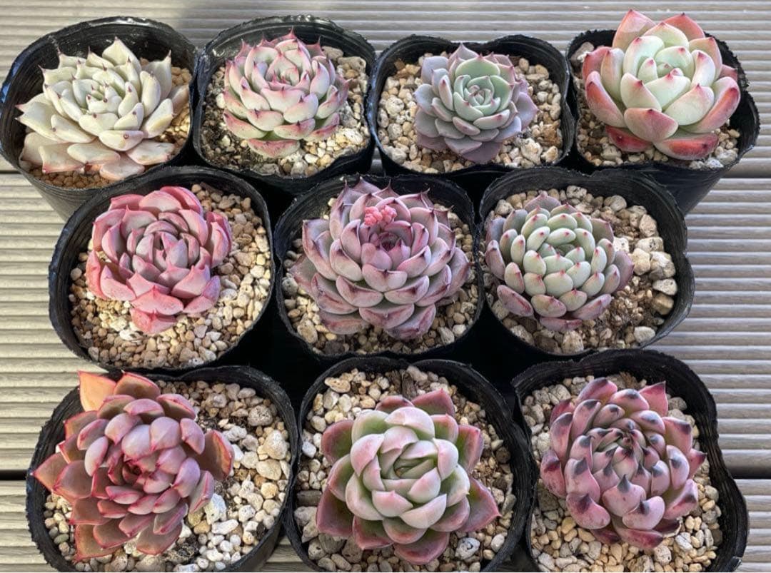 桜子　サンセットグレイ　雪つぼみ　紫紺の矢　恋煩い　ももりん　他　多肉植物