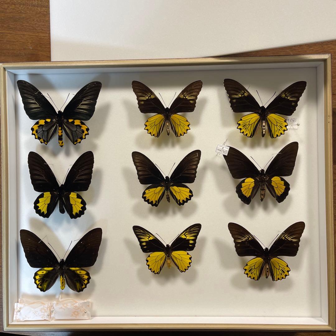 キシタアゲハ 9頭