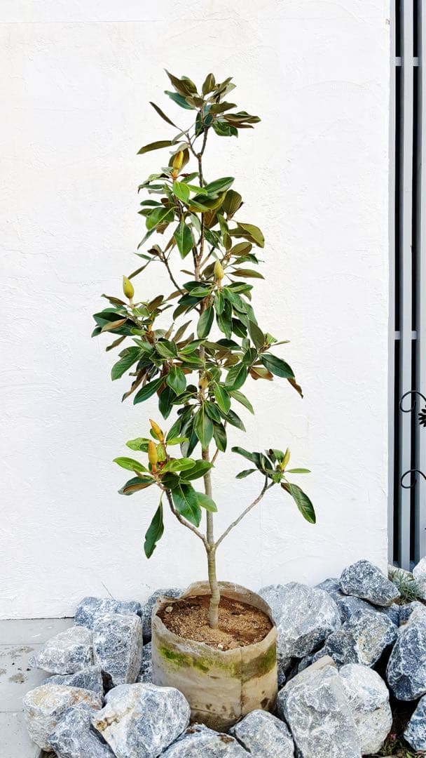 リトルジェム 1.4M(鉢底から) - メルカリ