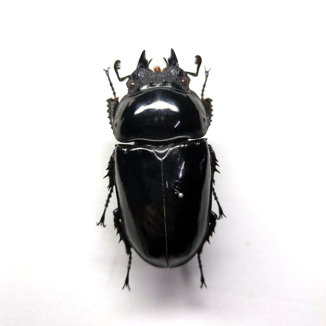極太 タランドゥスオオツヤクワガタ ♀ 標本 - メルカリ