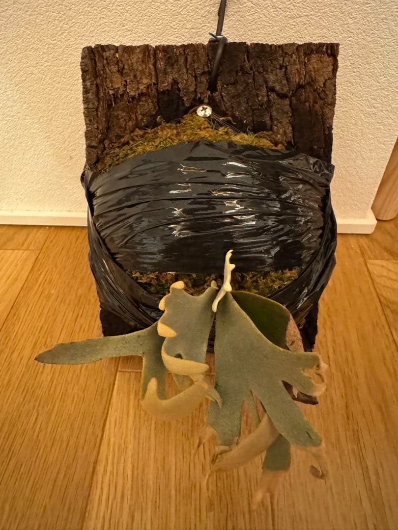 ビカクシダ P. Willinckii Tiara spore Platycerium Little Crown Spore - Rare Indoor Plant – HCorchids