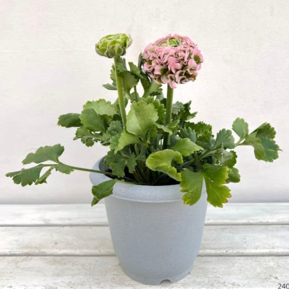 ラナンキュラス ポンポンシリーズ『ハーマイオニー』土を落とさず