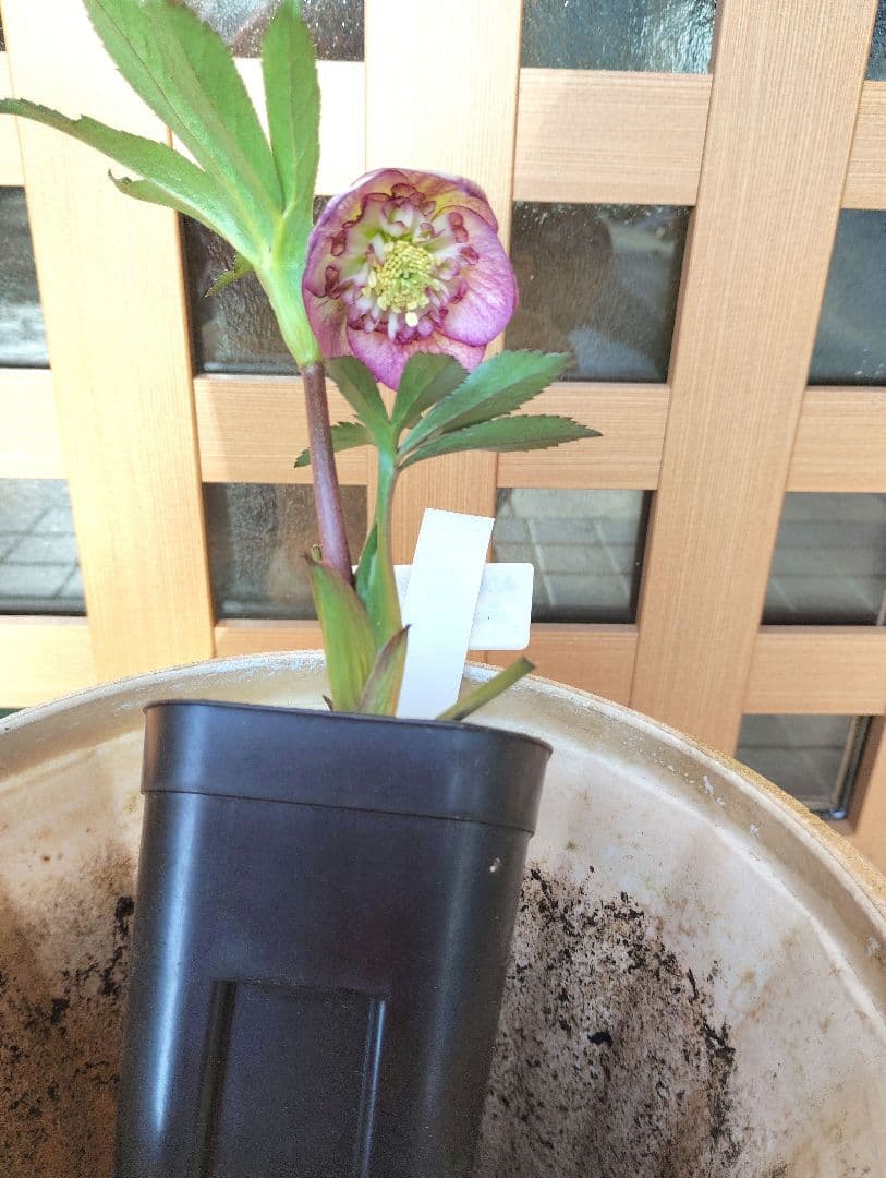 クリスマスローズ（セミ加藤農園） - メルカリ