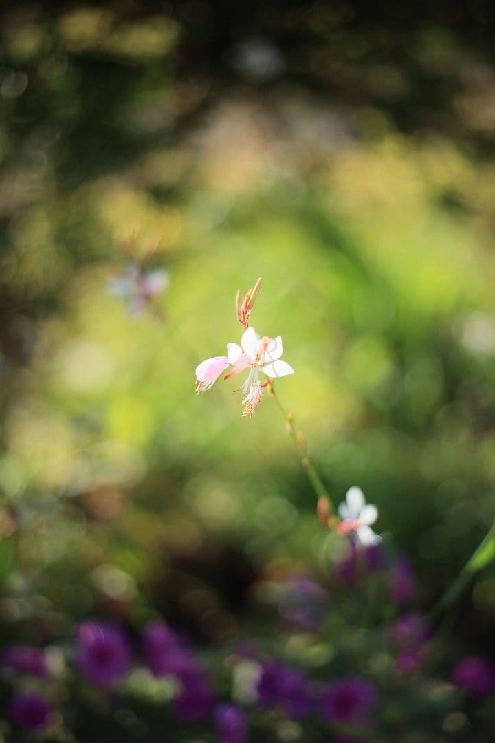 《希少》RICOH XR RIKENON 50mm F1.7 初期型【美品】