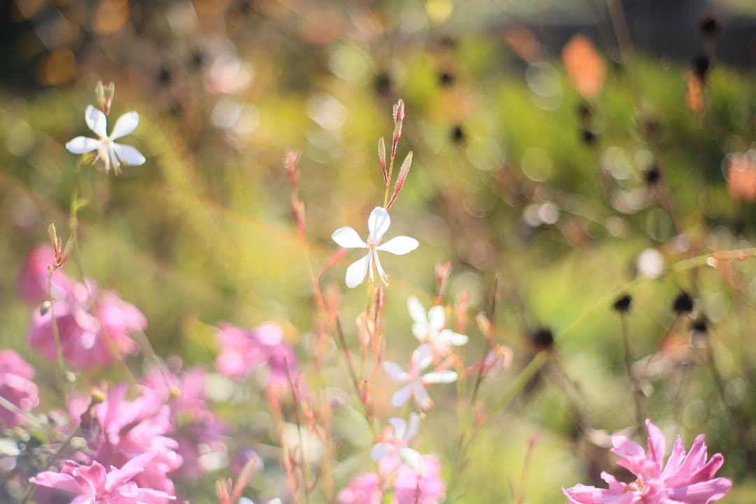 《希少》RICOH XR RIKENON 50mm F1.7 初期型【美品】