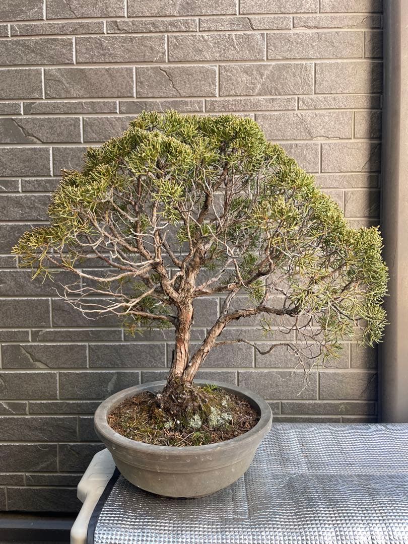 28日まで大幅値引き❗️早い者勝ち❗️真柏 中品盆栽 五葉松/黒松