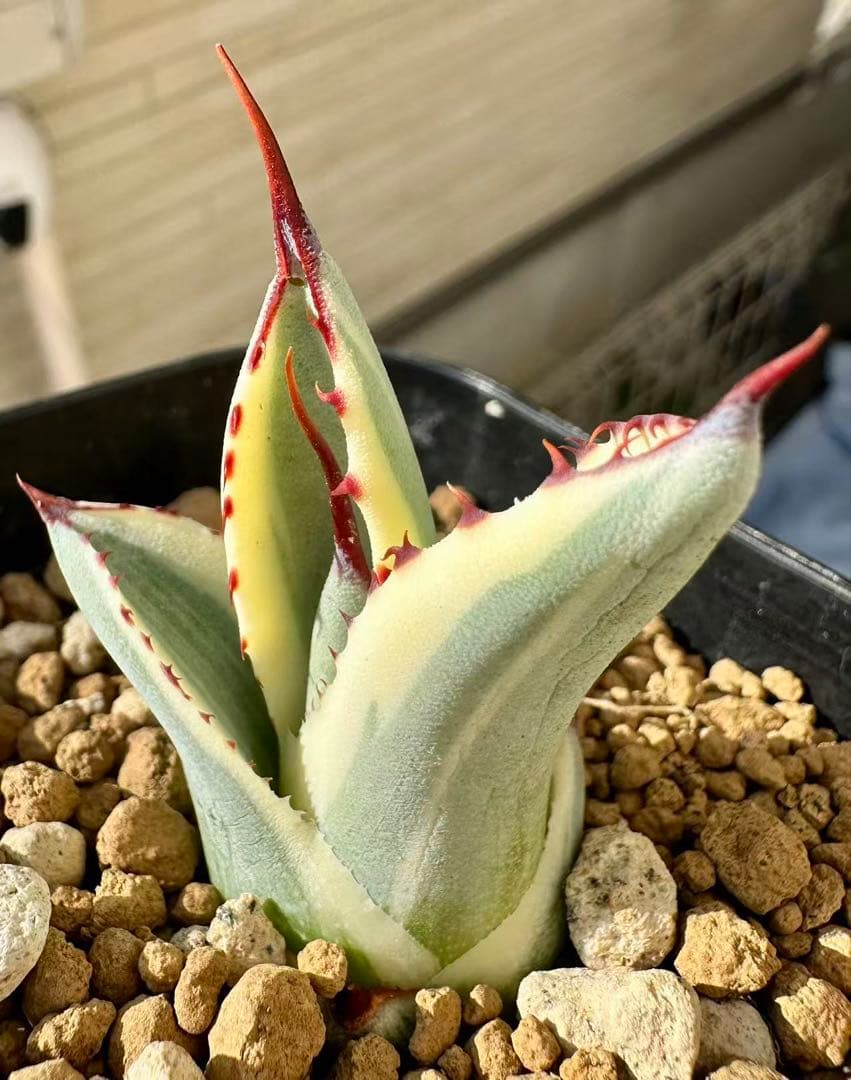 アガベ パリートランカータ オリザバ orizaba 発根済み極上斑入り美株