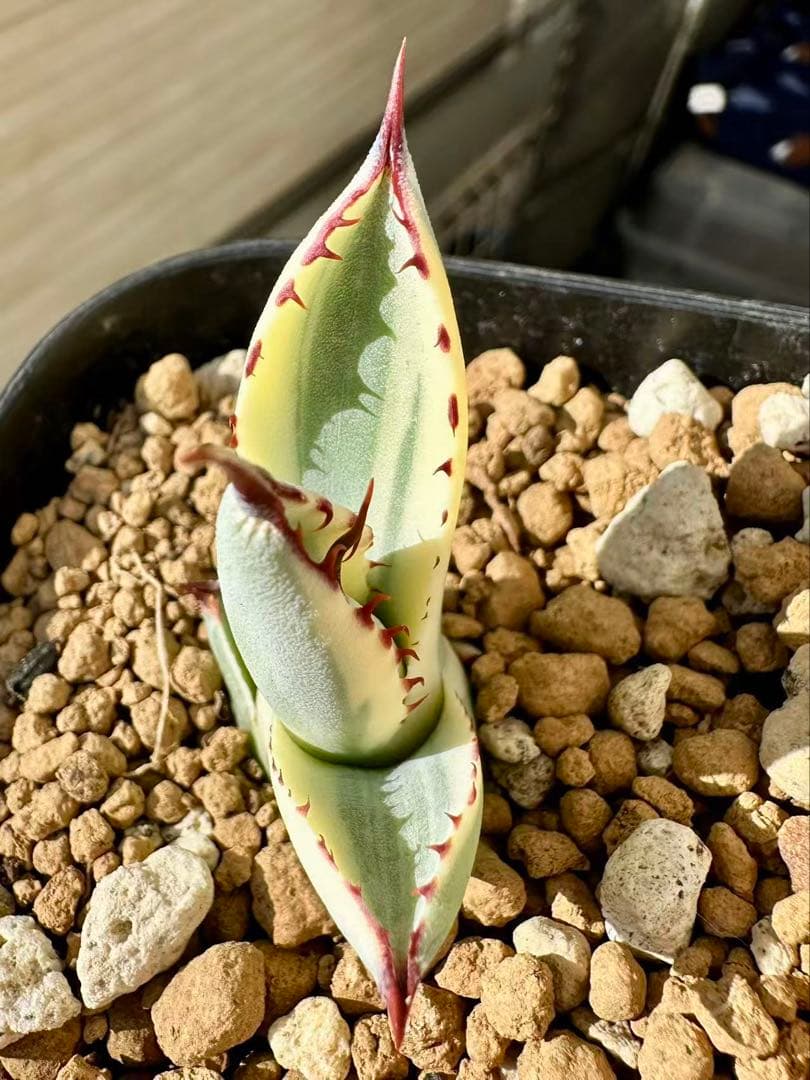 アガベ パリートランカータ オリザバ orizaba 発根済み極上斑入り美株