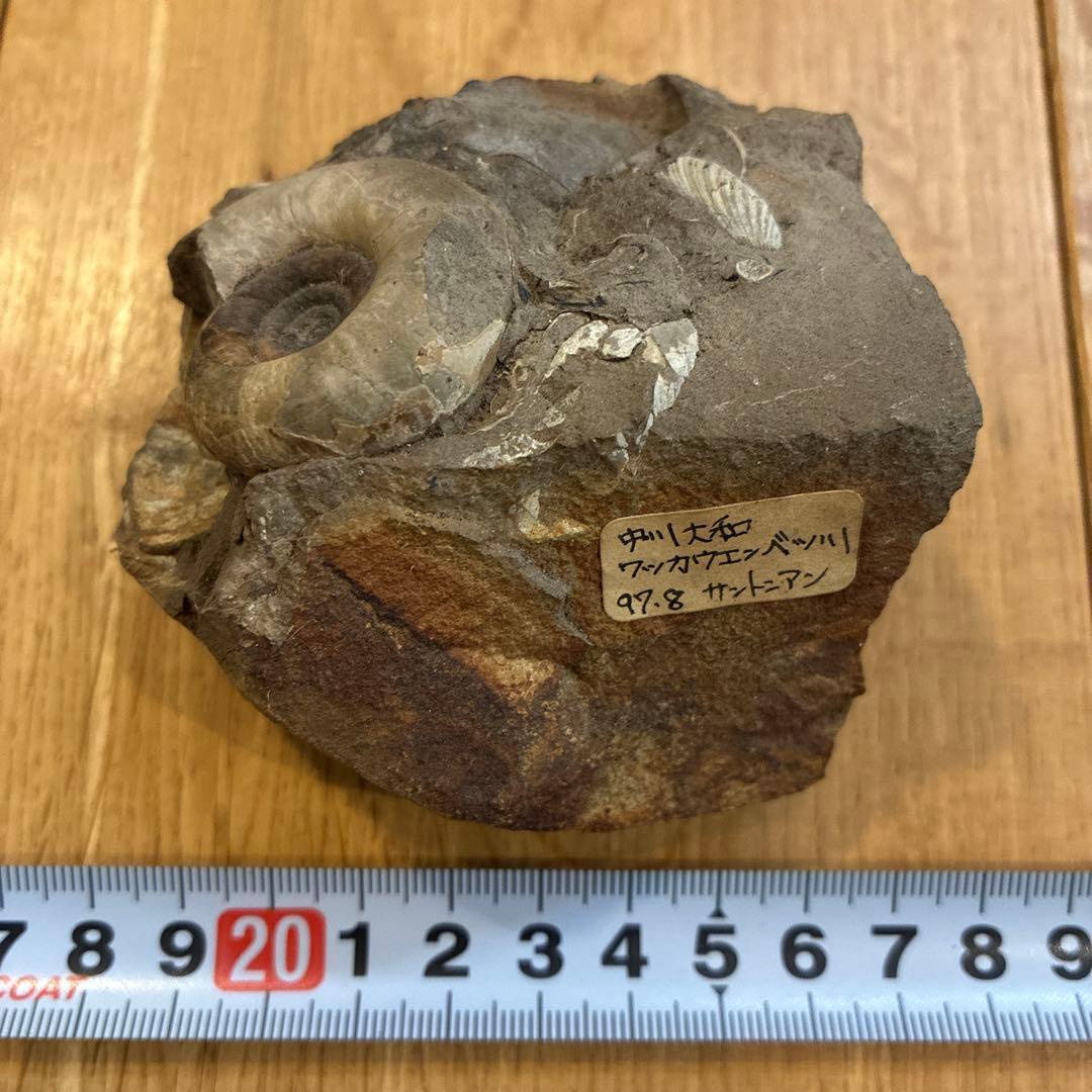 アンモナイト化石 約20cm 1997.8採掘 D7 大型アンモナイト標本