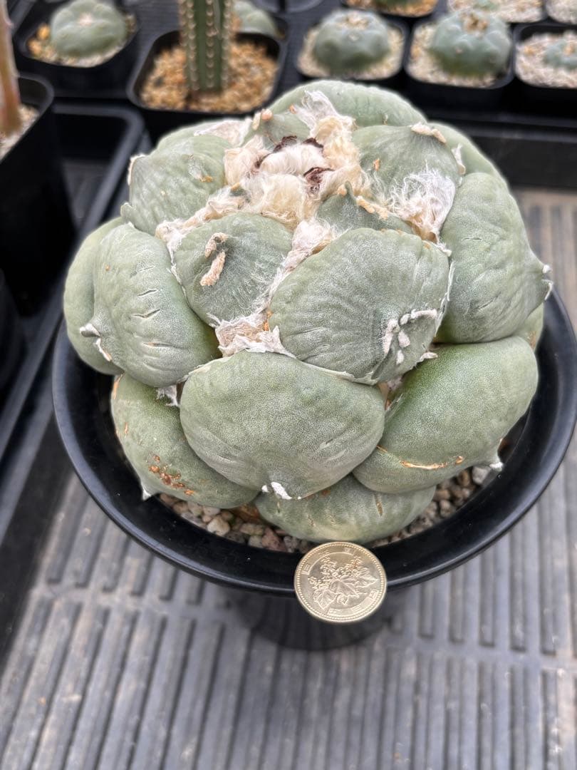 サボテン フェロカクタス 神仙玉 古株 大きめ 焼けあり