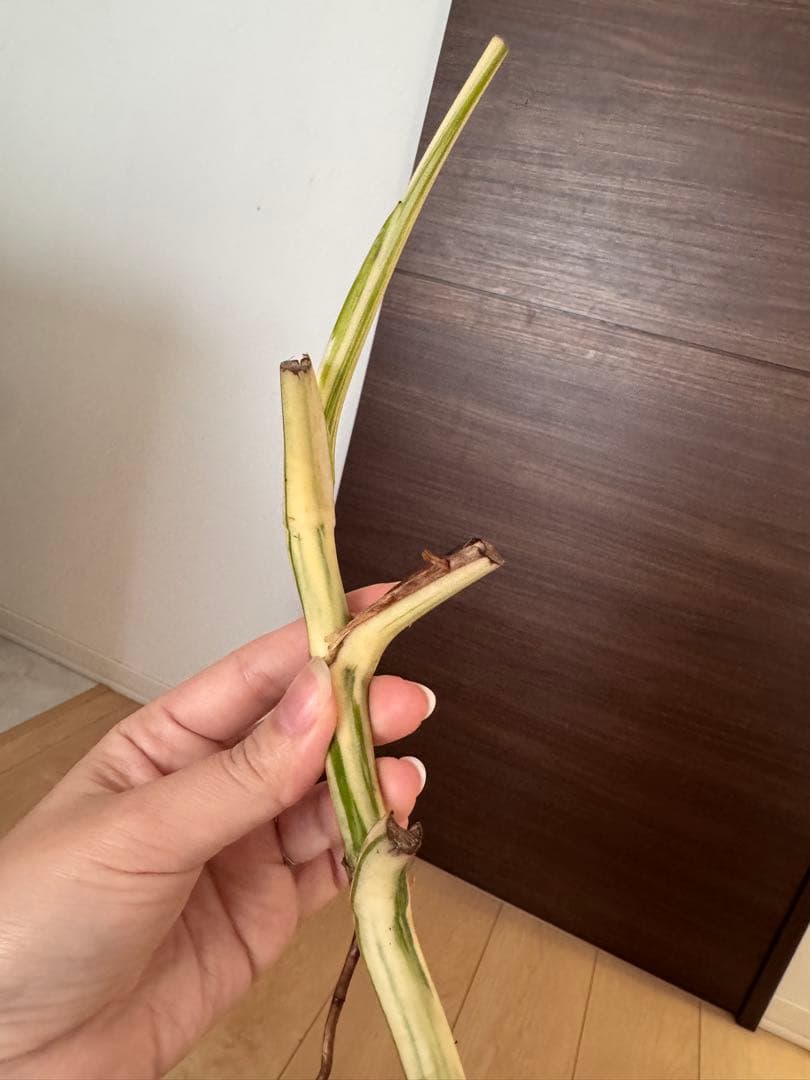 極上親株の茎！3芽付き トップカット極上茎 斑入りモンステラホワイト