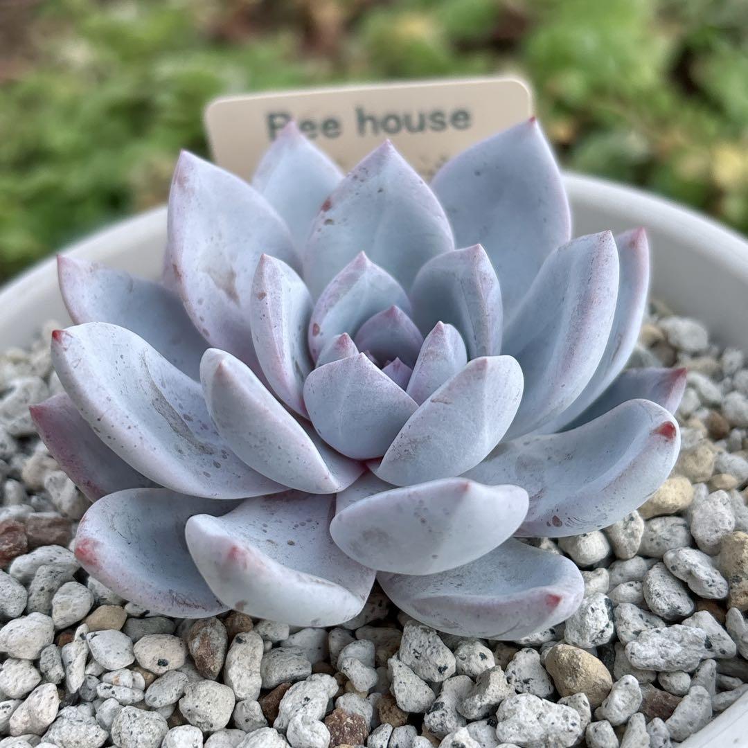 12.【札付き】ホーリンゼ×ラウィ Beehouse 多肉植物 エケベリア