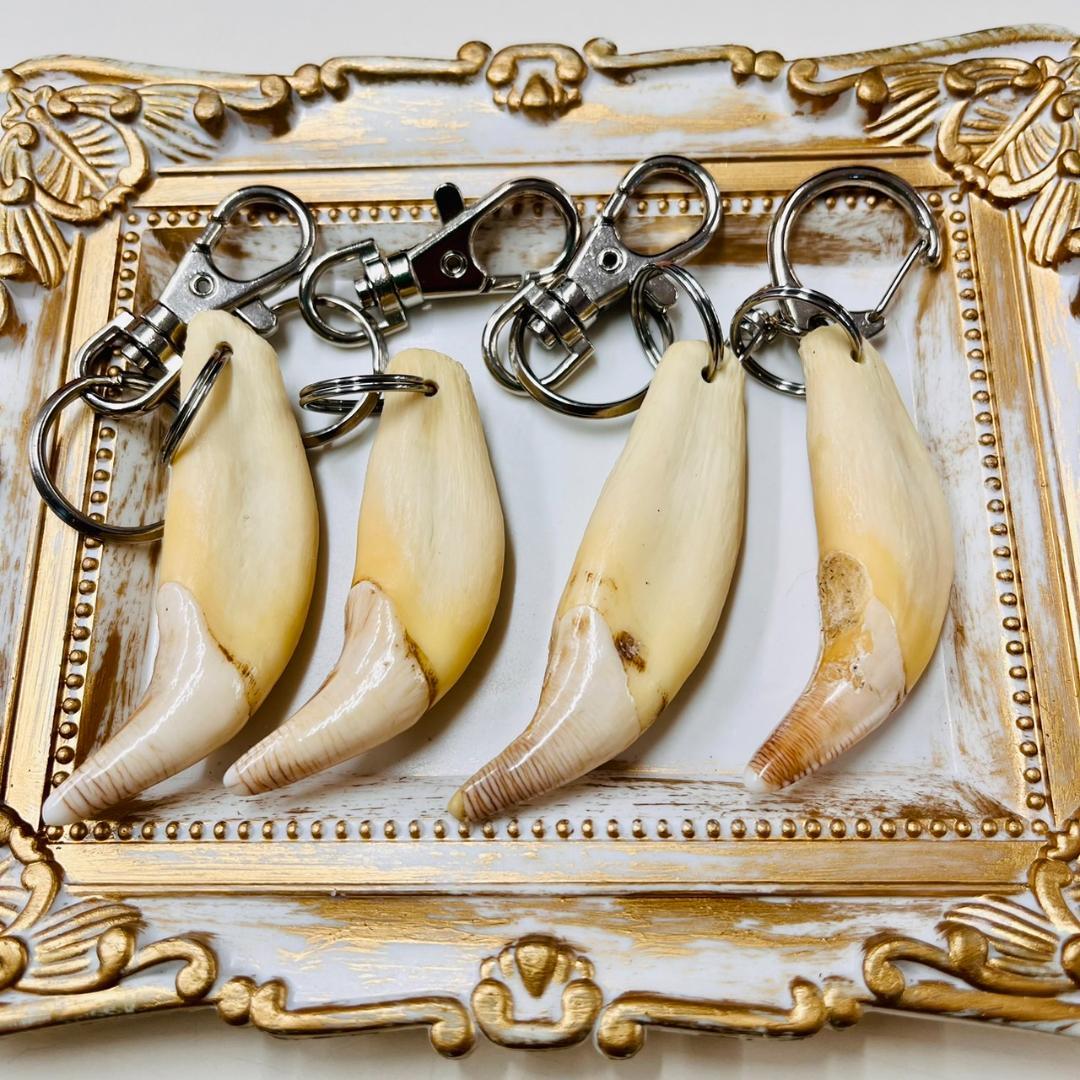 希少品 熊の牙 キーホルダー - メルカリ