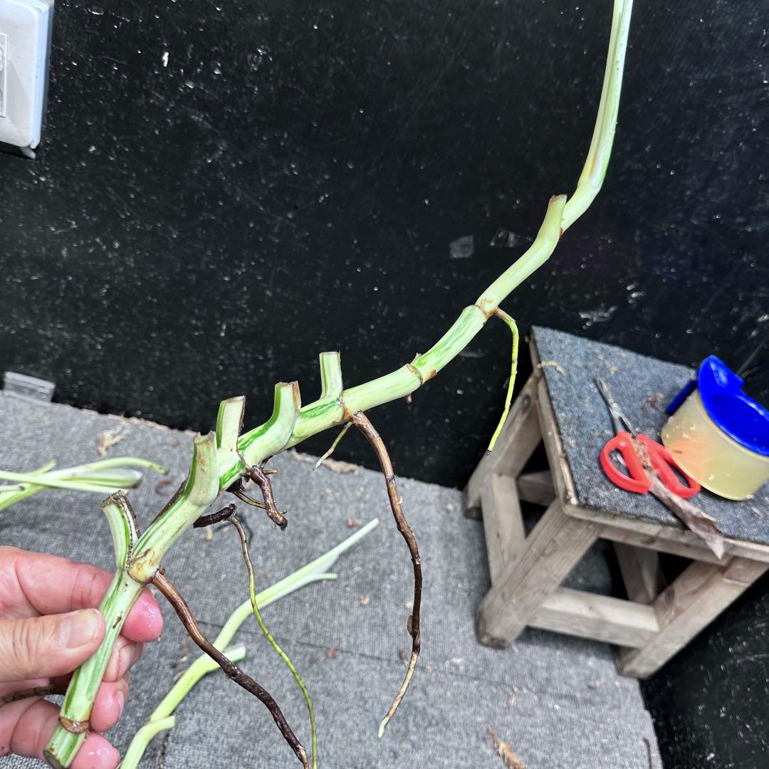 斑入りモンステラホワイトタイガー大茎6株おまとめ