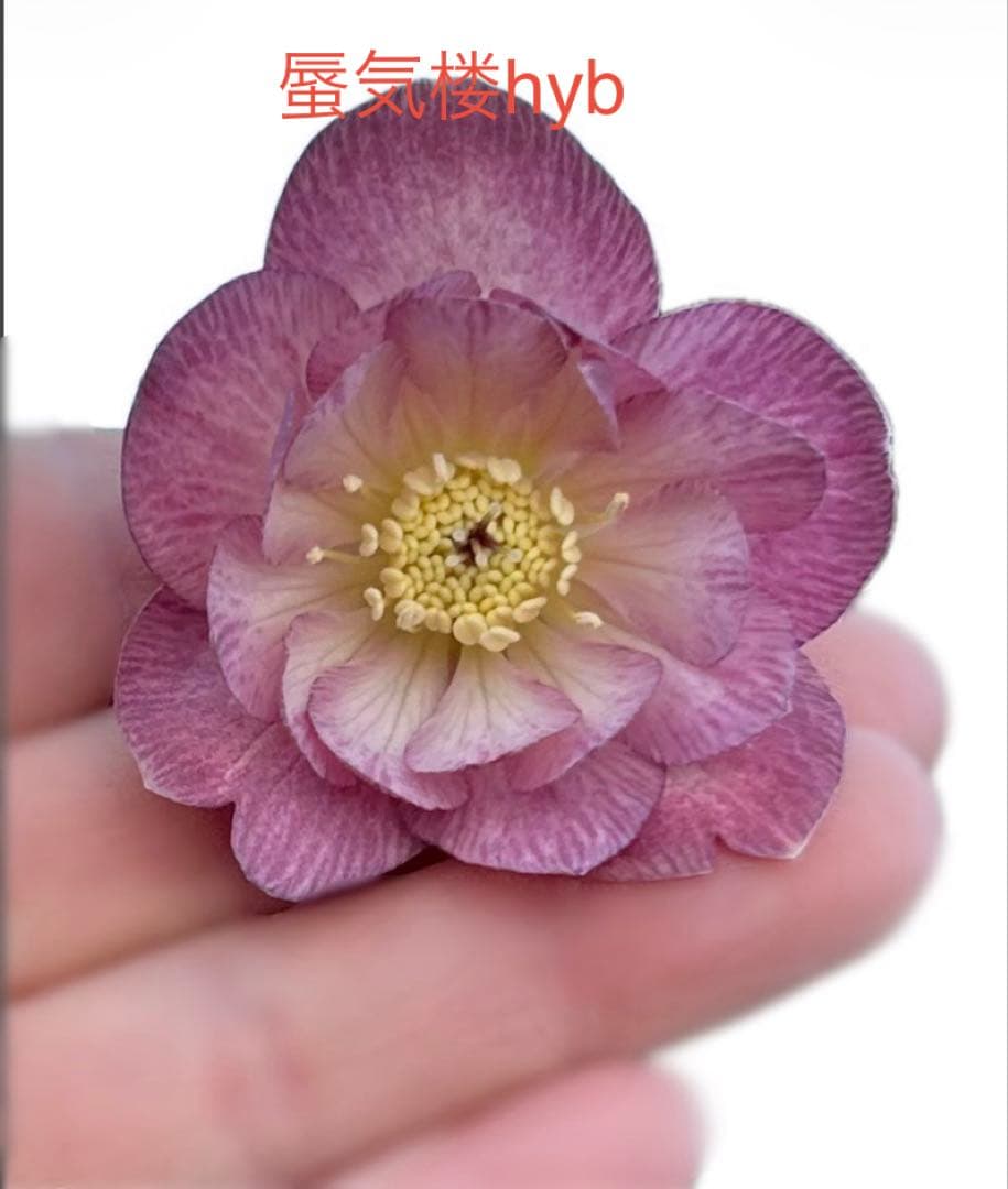 クリスマスローズ 蜃気楼 hyb - メルカリ