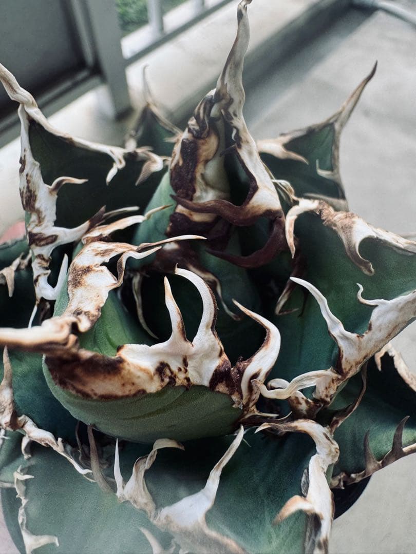 アガベ Hans実生01 - メルカリ