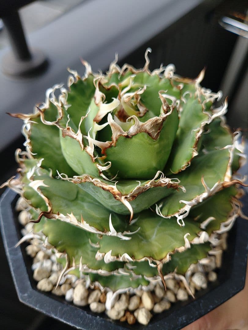 アガベ フィリグリー メルカリ便 子株付き