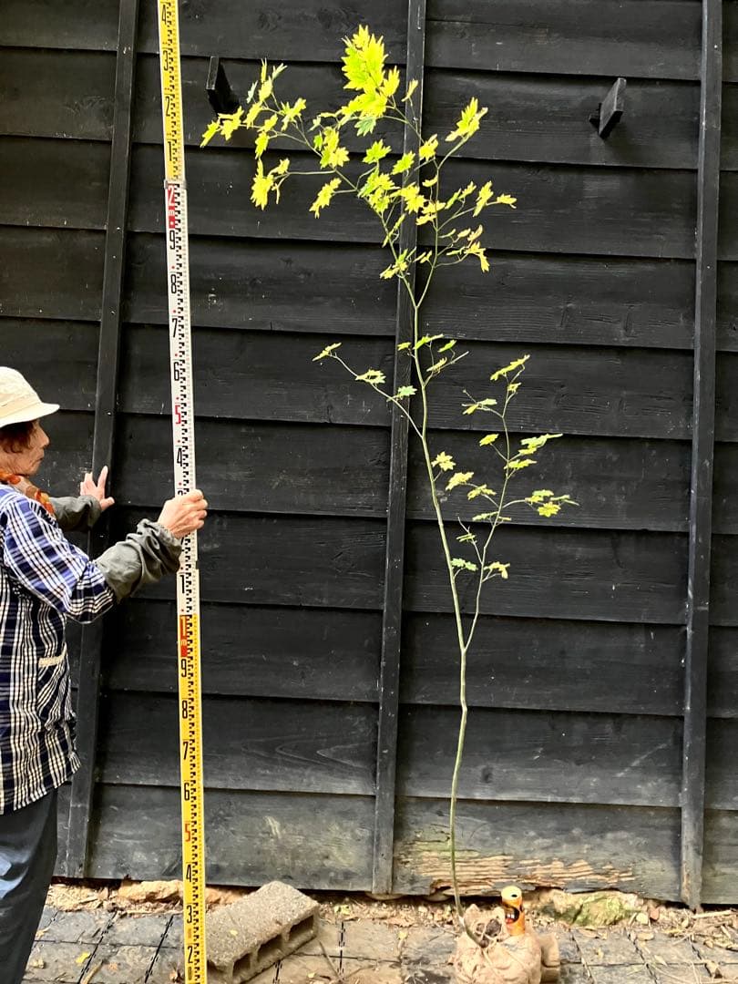 203 山採り　コハウチワカエデ 山採り コハウチワカエデ ウワミズザクラ 混合株 - メルカリ