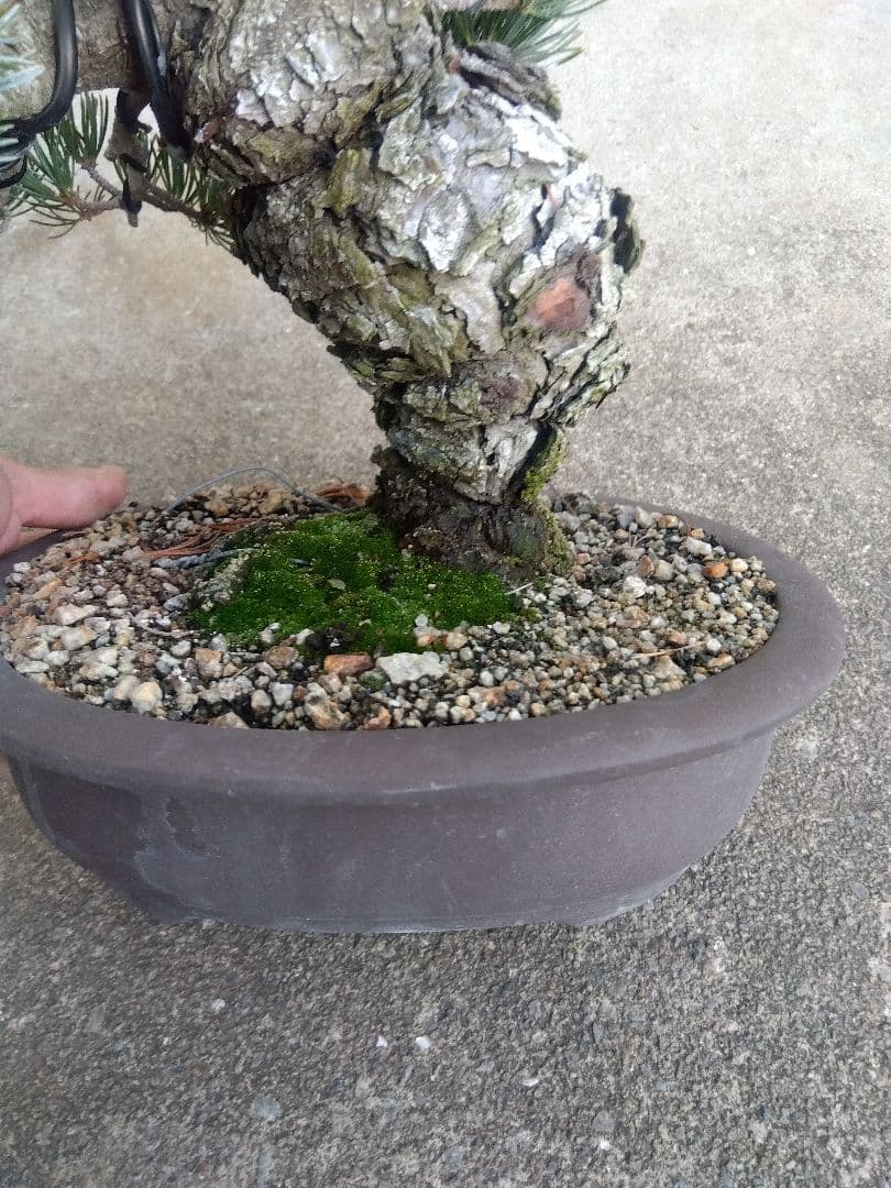 五葉松 盆栽 極太❗良樹形❗8号陶器鉢つき ③