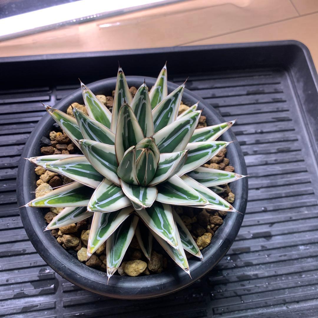アガベ 氷山OC株 - メルカリ