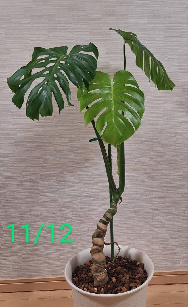 モンステラ デリシオーサマクロコズム - メルカリ