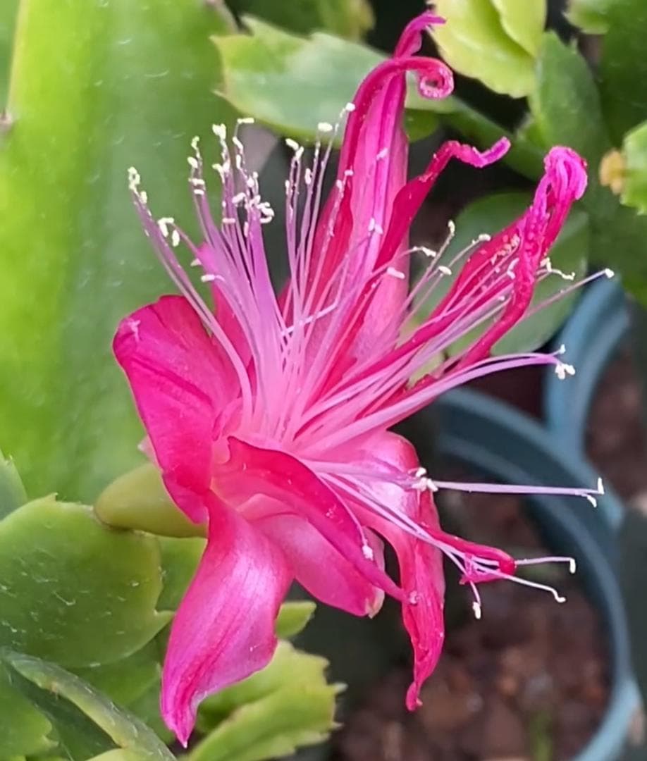 デンマークカクタス シャコバサボテン Sofia_PINK 葉挿し 1633 - メルカリ