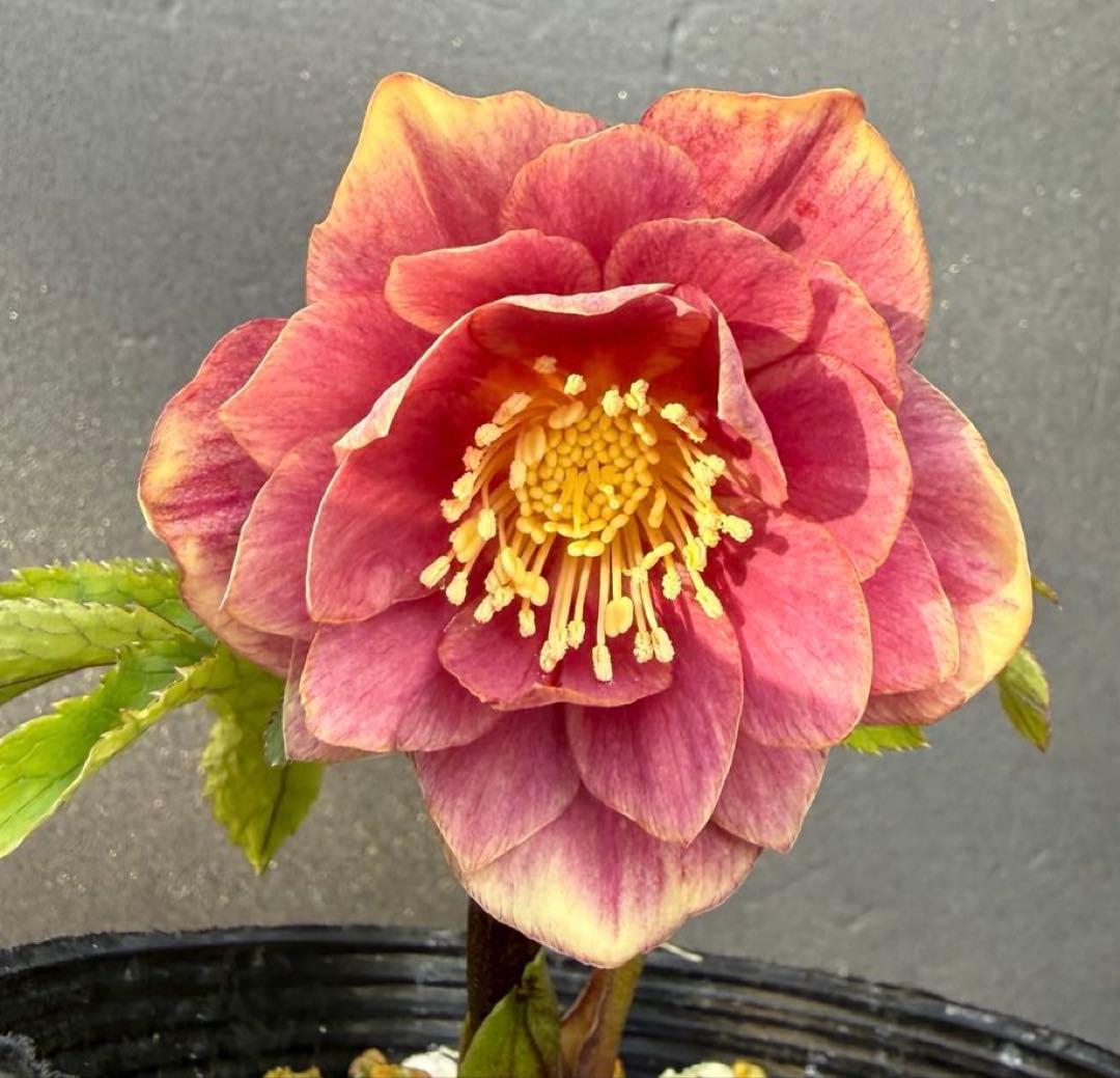 クリスマスローズ 開花株 ddソレイユF1 初開花 - メルカリ