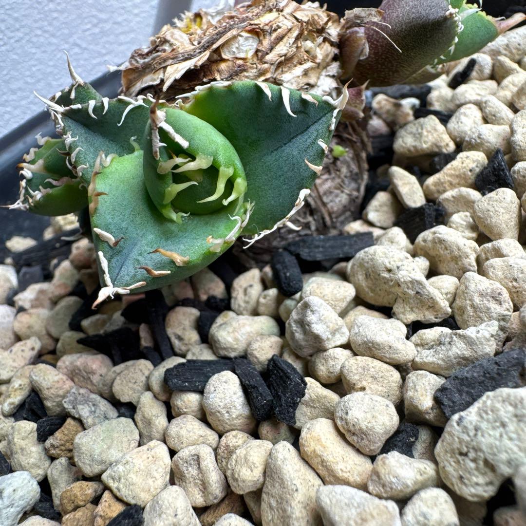 Heart Plants産 オアハカオテロイ 現地球 現地株 子株 アガベ - メルカリ