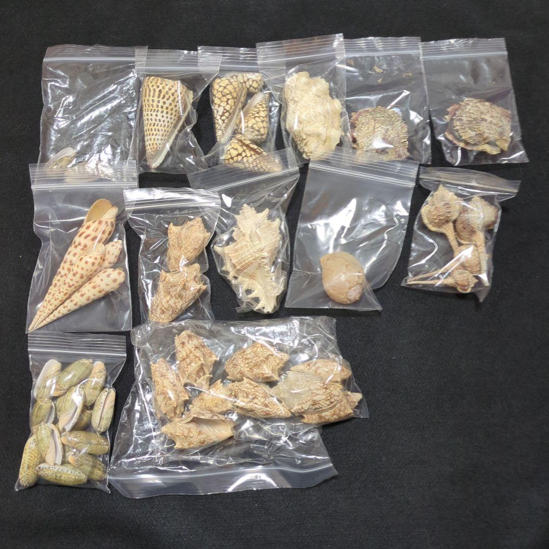 下*田様 貝殻 まとめ売り （タカラ貝等々…） 標本 - メルカリ