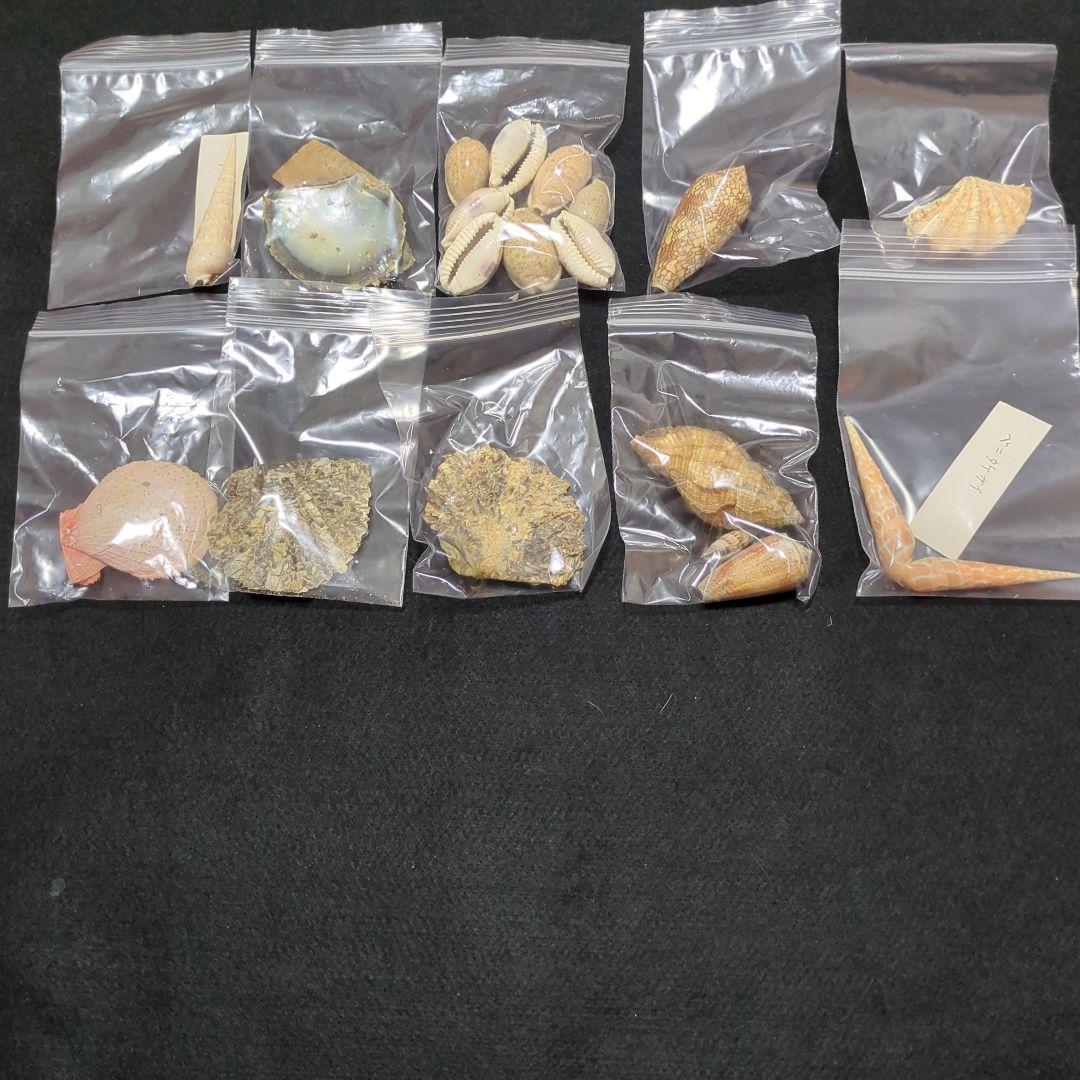 下*田様 貝殻 まとめ売り （タカラ貝等々…） 標本 - メルカリ